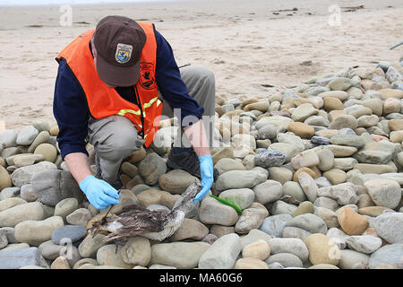 Refugio de la faune Réponse d'huile. Bill Standley, U.S. Fish and Wildlife Service, biologiste, inspecte les signes d'oiseaux morts à l'huile de San Buenaventura State Beach à Ventura, Californie le 12 juin 2015. Banque D'Images
