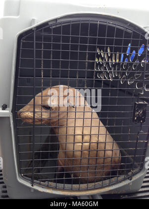 Refugio de la faune Réponse d'huile. Pup lion de mer de Californie a sauvé le 7 juin 2015 par les équipes des opérations de la faune. Banque D'Images