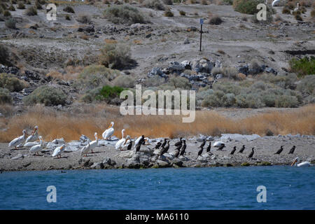Des pélicans et autres oiseaux nicheurs. L'île offre également de nidification de cormorans à aigrettes, goélands de Californie et des grands hérons. Banque D'Images