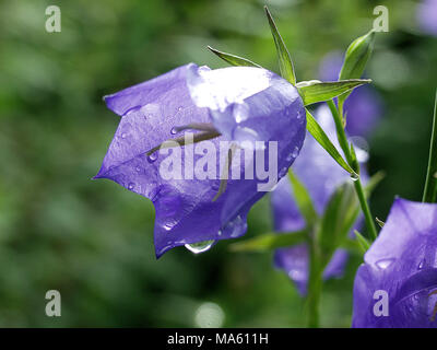 Peach-leaved Bellflower, Campanula persicifolia blåklocka (Stor) Banque D'Images