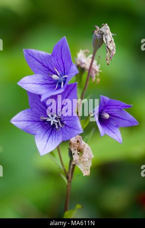 Peach-leaved Bellflower, Campanula persicifolia blåklocka (Stor) Banque D'Images