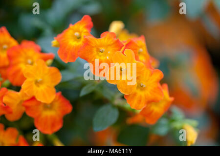 Bush, marmelade d'Gulltratt (Streptosolen jamesonii) Banque D'Images