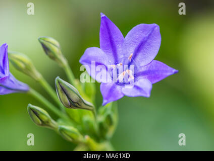 Un plan macro sur une grassnut bleu fleur. Banque D'Images