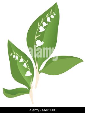 Un vecteur illustration en eps 10 format des lis de la vallée des fleurs et feuillages isolé sur fond blanc Illustration de Vecteur