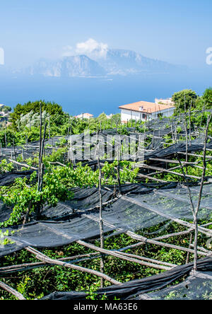 Scènes autour de Sorrento et la côte amalfitaine de souther Italie y compris Capri Banque D'Images