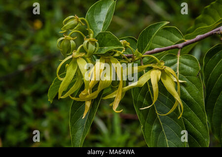 Ylang-ylang (Cananga odorata) est un arbre tropical originaire de Madagascar et est apprécié pour son parfum. L'huile essentielle provenant de la fl Banque D'Images