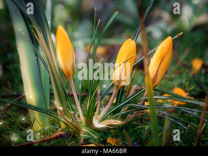 Gros plan du crocus jaune arbre poussant dans la prairie de la journée ensoleillée Banque D'Images