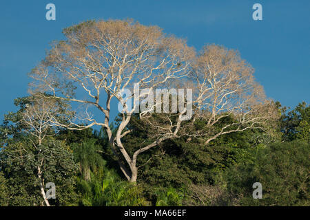 Un arbre à feuilles caduques au Sud Pantanal durant la saison sèche Banque D'Images