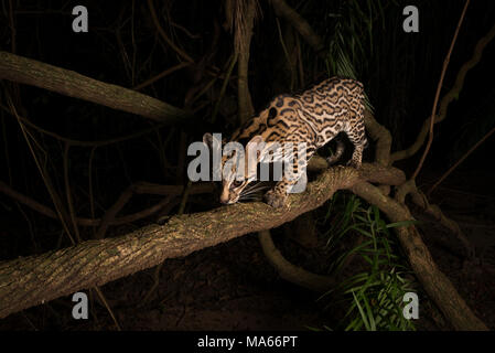 Un Ocelot sauvage de Sud Pantanal Banque D'Images