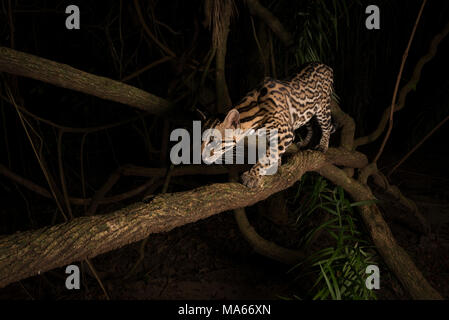 Un Ocelot sauvage de Sud Pantanal Banque D'Images