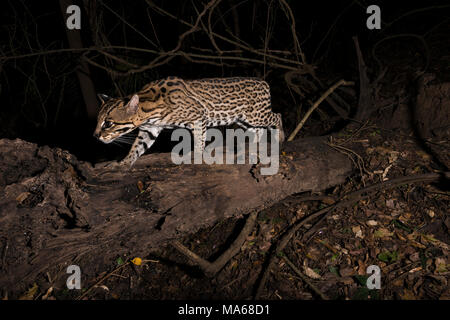 Un Ocelot sauvage de Sud Pantanal Banque D'Images