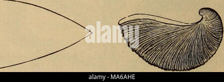 . Éléments de géologie : un texte-livre pour les collèges et pour le lecteur Banque D'Images