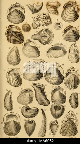 . Les éléments de combustibles conchyliologie ; selon l'arrangement de Lamarck ; avec le nouveau comité genres de d'autres auteurs Banque D'Images