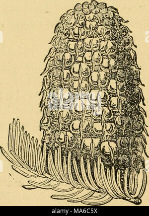 . Les éléments de l'exploitation forestière, conçu pour permettre l'information concernant la plantation et entretien des arbres forestiers pour l'ornement ou de profit et de donner des suggestions sur la création et l'entretien des propriétés forestières en vue d'obtenir le plus grand avantage pour le plus long temps, particulièrement adaptée à des désirs et des conditions de l'United States Banque D'Images
