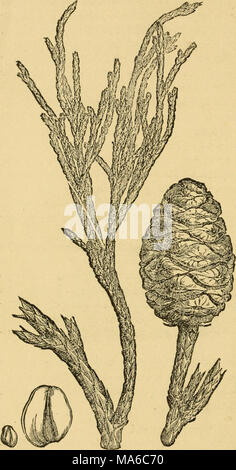 . Les éléments de l'exploitation forestière, conçu pour permettre l'information concernant la plantation et entretien des arbres forestiers pour l'ornement ou de profit et de donner des suggestions sur la création et l'entretien des propriétés forestières en vue d'obtenir le plus grand avantage pour le plus long temps, particulièrement adaptée à des désirs et des conditions de l'United States Banque D'Images