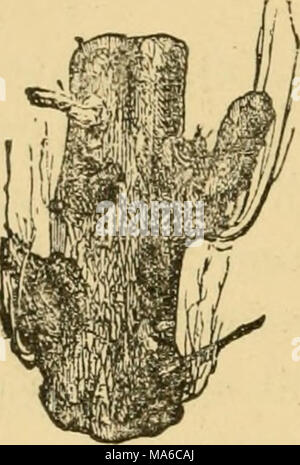 . Les éléments de l'exploitation forestière, conçu pour permettre l'information concernant la plantation et entretien des arbres forestiers pour l'ornement ou de profit et de donner des suggestions sur la création et l'entretien des propriétés forestières en vue d'obtenir le plus grand avantage pour le plus long temps, particulièrement adaptée à des désirs et des conditions de l'United States Banque D'Images