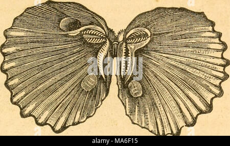 . Éléments de conchyliologie / préparé pour l'utilisation d'écoles et collèges Banque D'Images