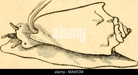 . Éléments de conchyliologie / préparé pour l'utilisation d'écoles et collèges Banque D'Images