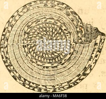 . Éléments de conchyliologie / préparé pour l'utilisation d'écoles et collèges Banque D'Images