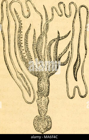 . Éléments de conchyliologie / préparé pour l'utilisation d'écoles et collèges Banque D'Images