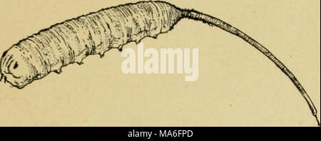 . Entomologie élémentaire . Fig. 369. La mouche à queue de rat, larve de syrphe une semblable à la Fig. 368. (Deux fois la taille naturelle) (Après Kellogg) entre les colonies des poux, autour de laquelle les mouches peuvent être vus planant, et les larves dévorent les aphides goulument, étant parmi ses plus importants ennemis naturels. Certaines des espèces plus grandes sont densément couvertes de poils noirs et jaunes, ressemblant étroitement à ce bourdon d'abeilles, dont les larves dans leurs nids. Une espèce courante qui est souvent trouvé sur windows à l'automne est connu comme le drone volée, de son étroite ressemblance avec un miel2170 drone. Ses lar- va Banque D'Images