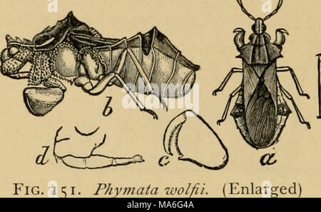. Entomologie élémentaire . Fig. 151. Phymata wolfii a, b, vues latérales et arrière ; c, jambe avant ; d, bec. (Après Riley, United States Department of Agriculture) autour des granges et des hangars, où on dit à rob les toiles d'araignées de leur proie. La jeune fille-bugs {Nabidae) fréquente des fleurs et la végétation, en se nourrissant de tout petits insectes qu'ils peuvent conquérir. La jeune fille blonde {Coriscns-bug est fen) est une couleur jaunâtre, avec de nombreux points bruns, et est souvent prise dans l'herbe de balayage avec un filet. Les autres espèces les plus courantes, la jeune fille noire-bug'subcole {Coi iscus- optrailLs), reçoit son nom spécifique fro Banque D'Images