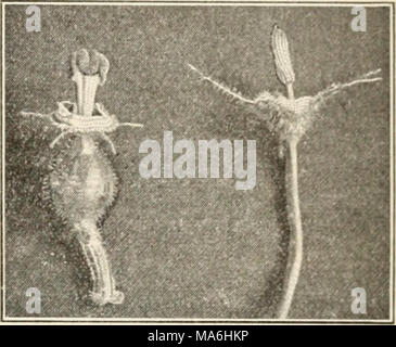 . Éléments de biologie ; un texte utile-livre de corréler la botanique, la zoologie et la physiologie humaine Banque D'Images