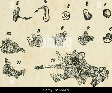 . Elementos de botánica, conformes al proggrama de la Universidad Mayor de la República entresacados de payeur, Sachs, Van Tieghem, Lanessan. 2. éd. corr. y aumentada por varios amantes de la ciencia, bajo la dirección del recopilador Banque D'Images