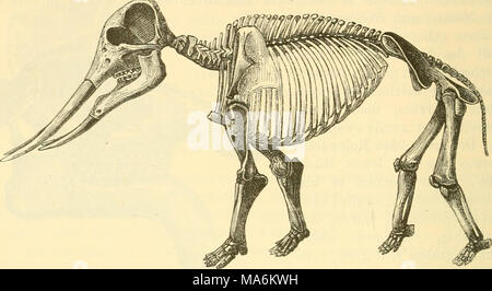 . Elemente der paleontologie. (Paleozoologie.) Banque D'Images
