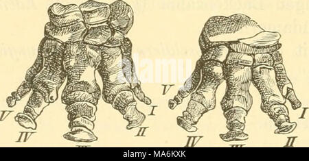. Elemente der paleontologie. (Paleozoologie.) Banque D'Images