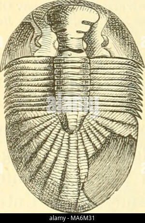 . Elemente der paleontologie. (Paleozoologie.) Banque D'Images