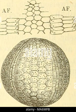 . Elemente der paleontologie. (Paleozoologie.) Banque D'Images