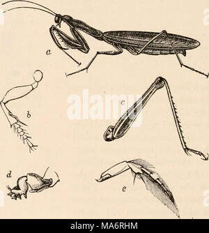 . Texte-livre élémentaire de zoologie, tr. et éd. par Adam Sedgwick, avec l'aide de F. G. Heathcote Banque D'Images