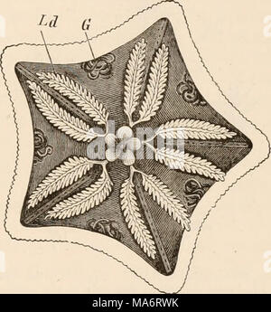 . Texte-livre élémentaire de zoologie, tr. et éd. par Adam Sedgwick, avec l'aide de F. G. Heathcote Banque D'Images