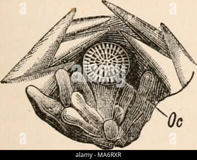 . Texte-livre élémentaire de zoologie, tr. et éd. par Adam Sedgwick, avec l'aide de F. G. Heathcote Banque D'Images