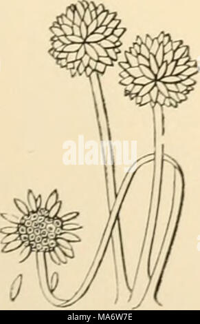 . Un texte-livre élémentaire de champignons britannique Banque D'Images