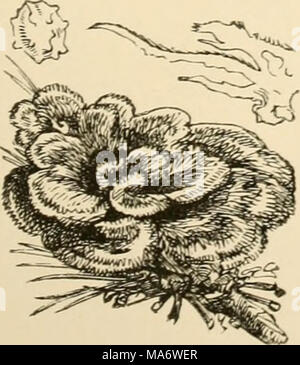 . Un texte-livre élémentaire de champignons britannique Banque D'Images