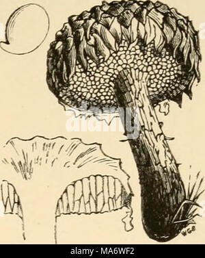 . Un texte-livre élémentaire de champignons britannique Banque D'Images