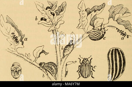 . Principes élémentaires de l'agriculture ; un manuel pour les écoles communes . Fig. 96. Doryphore de la pomme de terre. Après Riley, a, b, oeufs ; larvse ; c, mature asiatique. ''Ear-ver" de maïs, le même insecte dans les deux cas (Fig. 97), est une exception à la règle générale, parce qu'il se nourrit d'un certain nombre de différents types de plantes. Lorsque les insectes ne trouvent pas acceptable l'hôte-plantes, ils meurent. De nombreux insectes sont exclusivement fiesh-alimentation, telles que la politique "doodle-bugs", les guêpes, dame-bugs, et de nombreuses espèces de fourmis en bois. Red bugs et les moustiques sont les formes courantes d'insectes suceurs de sang. De nombreux pa Banque D'Images