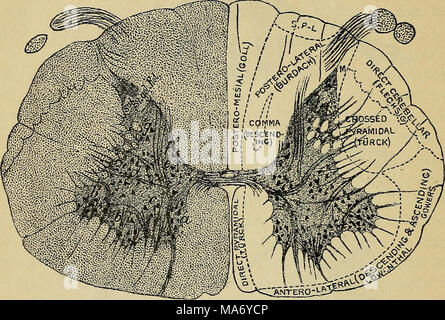 . Physiologie élémentaire . Fig. 105.-Section de la moelle épinière de la région cervicale inférieure. qui sont reliés avec les fibres du nerf moteur passant pour les parties périphériques du corps. Le plus fait partie postérieure est appelée la corne postérieure ou cornu, et à cela les fibres sensorielles col qui transmettent des impulsions sensorielles de la périphérie (peau, etc.) vers le système nerveux central. Les nerfs spinaux se présentent par paires à partir de l'alimentation, à des intervalles qui correspondent approximativement aux vertèbres, et les nerfs question entre les vertèbres. Chacun se pose par deux racines nerveuses (voir Fig. 104) à partir de la corde, qui a Banque D'Images