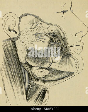 . Physiologie élémentaire . Fig. 71.-croquis d'un dissection superficielle de la face, montrant la position de la parotide et des glandes sous-maxillaires. (Allen Thomson.) | /, parotide ;/', sciences sociales ; parotidis d, le conduit de Stensen avant qu'il perfore la buccinator ; un muscle transverse de l'artère faciale, ; n, n, branches du nerf facial sortant de dessous du gland ; /, l'artère faciale sur le point d'une rainure dans la glande sous-maxillaire et croissant sur le visage ; S7n, partie superficielle de la glande sous-maxillaire. Son conduit (Stensen conduit l') laisse la glande à son bord antérieur, et court en avant Banque D'Images