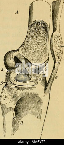 . Physiologie élémentaire . Fig. 33.-Les parties superficielles de l'articulation du genou a été déposé, et le condyle externe du fémur off scié obliquement-, ainsi que la moitié de la patella, afin d'exposer à la fois l'ensemble des ligaments crucial, (Allen Thomson.) ^ dans A, les pièces sont dans la position d'extension, en B, que de flexion, les chiffres étant conçu pour afficher les différents états de tension des ligaments cruciale dans ces positions, i, sa^ra surface de fémur ; 2, bois de surface de la rotule ; 3, ligamentum patell2e ; 4, antérieur ou externe du ligament crucial, tendue dans une atmosphère détendue, et en B ; 5, postérieure ou je Banque D'Images