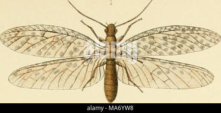 . Un manuel élémentaire de la Nouvelle-Zélande l'entomologie, étant une introduction à l'étude de nos insectes indigènes . Banque D'Images