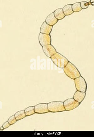 . Un manuel élémentaire de la Nouvelle-Zélande l'entomologie, étant une introduction à l'étude de nos insectes indigènes . Banque D'Images