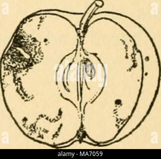 . Sur les leçons élémentaires d'insectes . Fig. 58.-Apple blem Banque D'Images