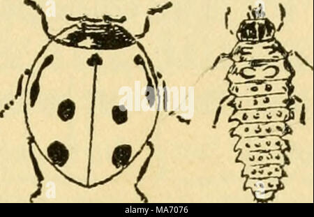 . Sur les leçons élémentaires d'insectes . COLEOPTERA 101 la reliant à la synthorax. Au moyen de la de ce mécanisme d'un commun ces coléoptères lorsqu'il est placé sur le dos peut printemps des lésions corporelles dans l'air. Le "Grey Owl beetle" est l'un des plus importants membres du groupe. Les larves du groupe sont connus comme "fil de vers." Note en particulier : (a) La petite tête et blunt- herbiv orous pièces buccales. (B) l'amende coloriage et la sculpture du corps. , N ,-p, c, c , f t Fig. 40.-Les neuf points (C) la forme de l'arrière la lo pro- Dame-oiseau ponderosa et sa larve. thorax, (d) la rainure Banque D'Images