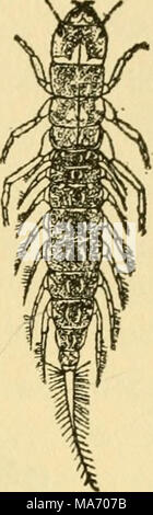 . Sur les leçons élémentaires d'insectes . Fig. 36.-La larve Ix.j'oftheorlfly. Banque D'Images