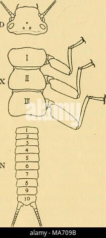 . Sur les leçons élémentaires d'insectes . Fig. 2. -Un diagramme de la structure de l'insecte. Banque D'Images