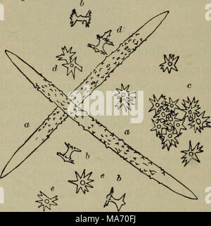 . Dans les leçons élémentaires zoölogy : un guide dans l'étude de la vie animale et de la structure dans le champ et en laboratoire . 1 Indications pour la collecte sont données en annexe, p. 279. 22 Banque D'Images