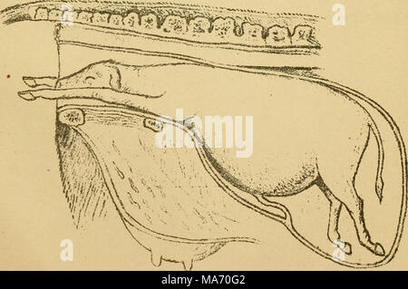 . Cours élémentaire sur la science vétérinaire : pour les étudiants en agriculture, les agriculteurs et éleveurs de stock . Fig. 2, paragraphe 764. Banque D'Images